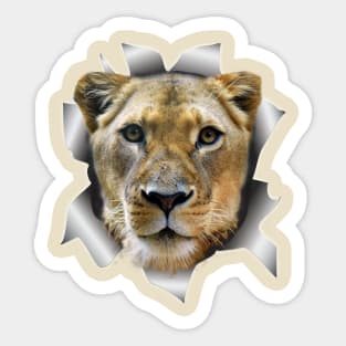 Cool Lioness-popup Art Sticker